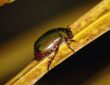 أهمية الاستعانة بشركة مكافحة حشرات وطرق رش المبيدات
