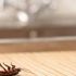 شركات مكافحة النمل الابيض بالرياض